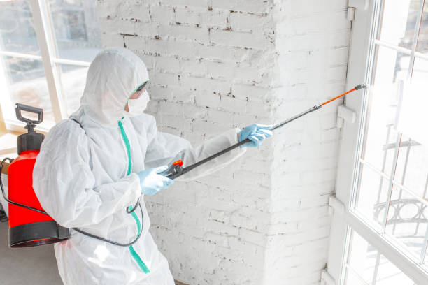 Best Attic Mold Removal  in Cuba City, WI